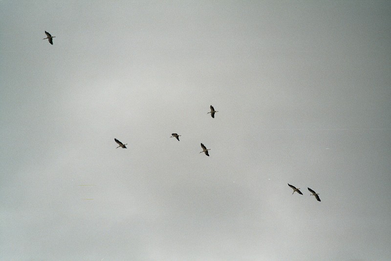 Náměšť nad Oslavou 2008